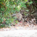 Wildlife in the undergrowth