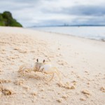 Crab on the Beach