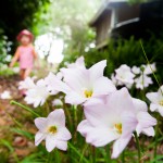 Flowers in the Garden